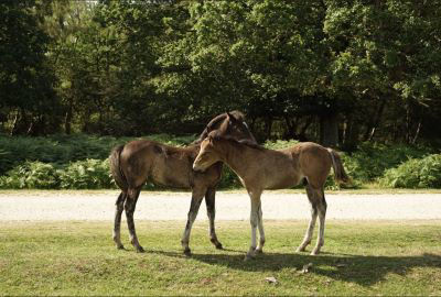 Two foals grooming each other in field